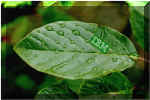 IBM_green_leaf.JPG (92199 bytes)